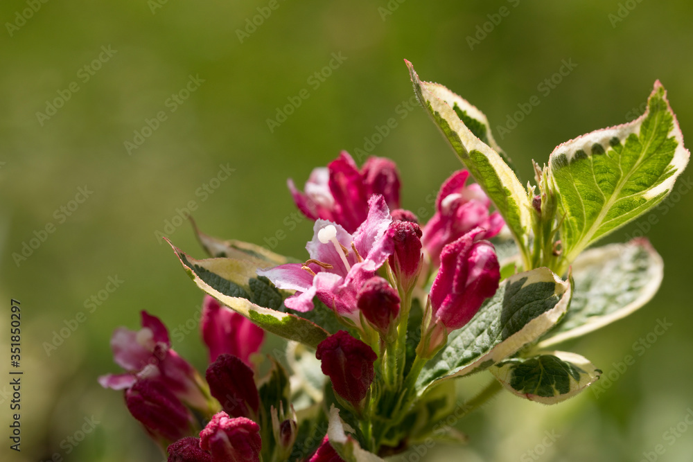 Red and pink  flowers of Weigela 
