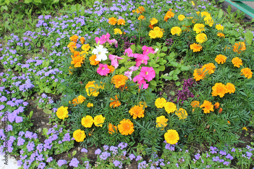 Beautiful bright flowerbed with multicolored flowers