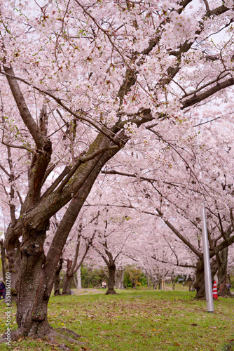 Japan sakura                                     