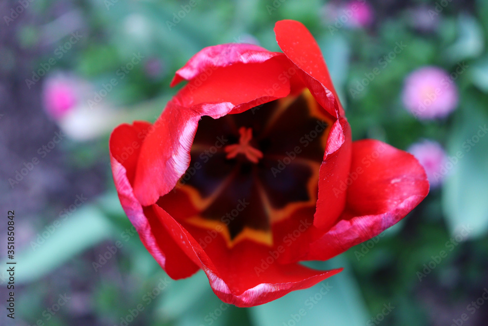 Red tulip. Blooming tulip. Tulip top view. Red tulip. Blooming tulip. Tulip top view.