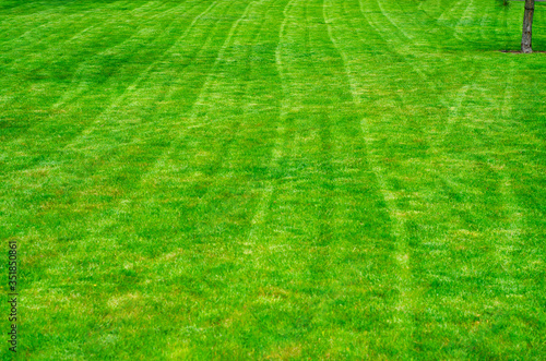 Freshly cut grass lawn texture green garden background