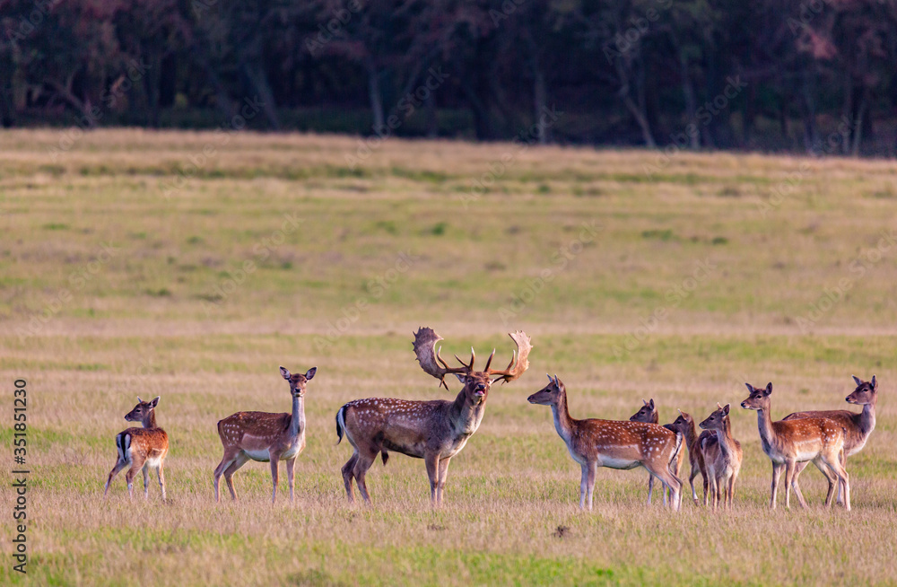 Fallow deer roaring with his horde of does on a grassy plain Fallow deer roaring with his horde of does on a grassy plain