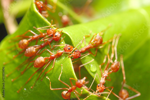 The red ant is showing unity. Help each other build a nest. By milling the leaves together to hold the leaves / select the focus in the center of the image © yiam