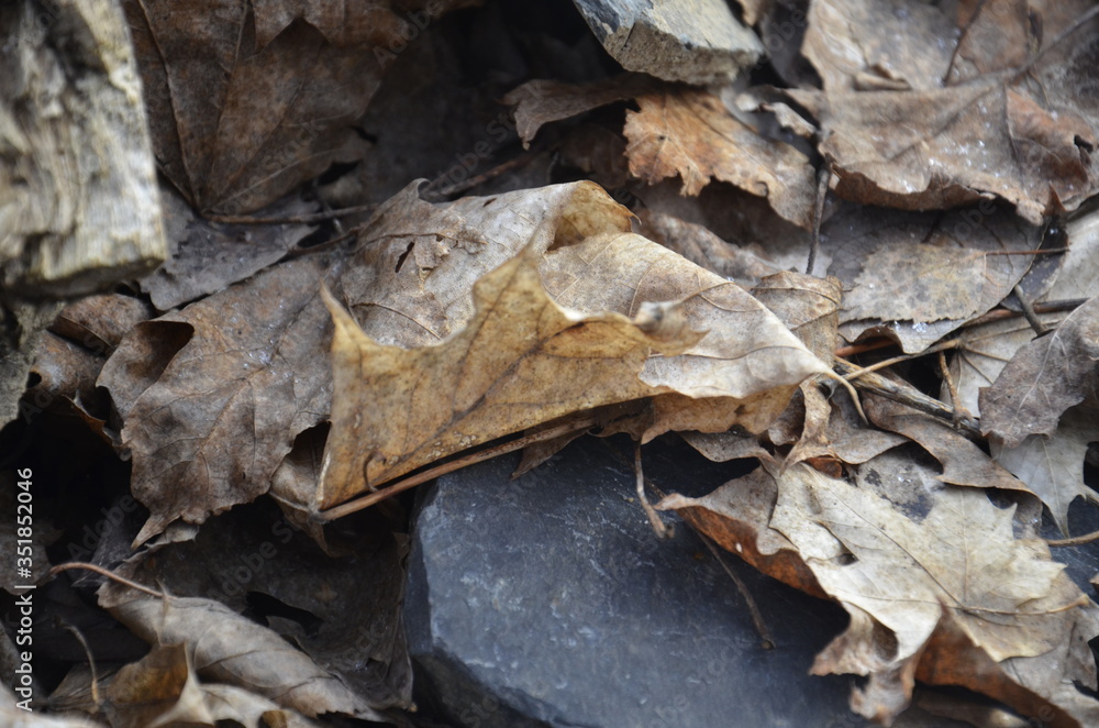 tree, dry, on rocks, fossil