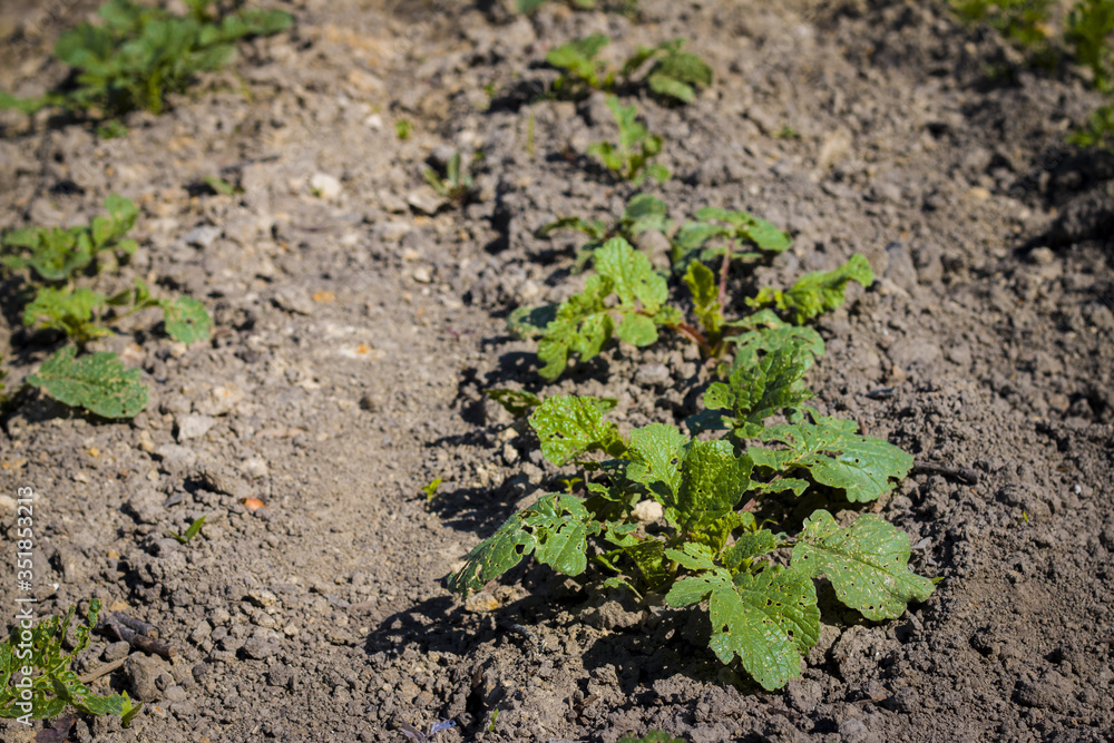 radish in sun rays grows in garden radish in sun rays grows in garden