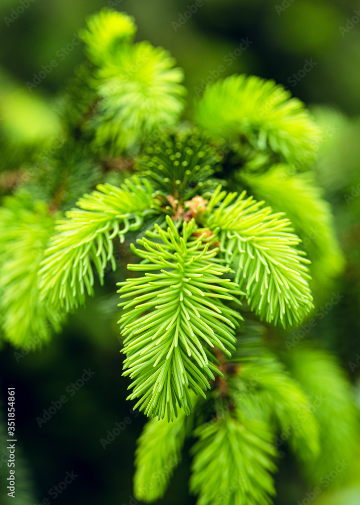 Fresh growing fir tree sprouts on branch in spring forest. Nature background with beautiful bokeh. Selective focus. Fresh growing fir tree sprouts on branch in spring forest. Nature background with beautiful bokeh. Selective focus.