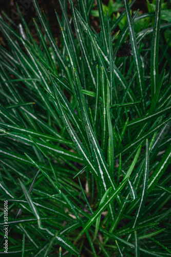 Green grass with drops of dew texture background. Natural background and wallpaper