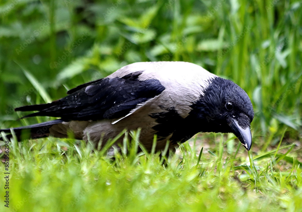Obraz premium crow on the grass