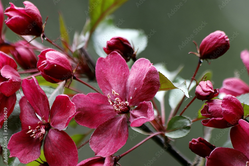 Fototapeta premium pink orchid flower