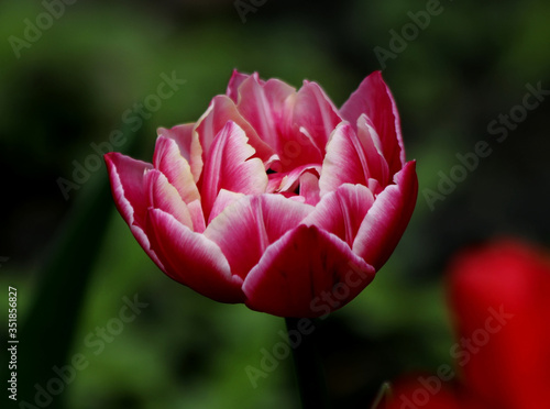 pink tulip in the garden
