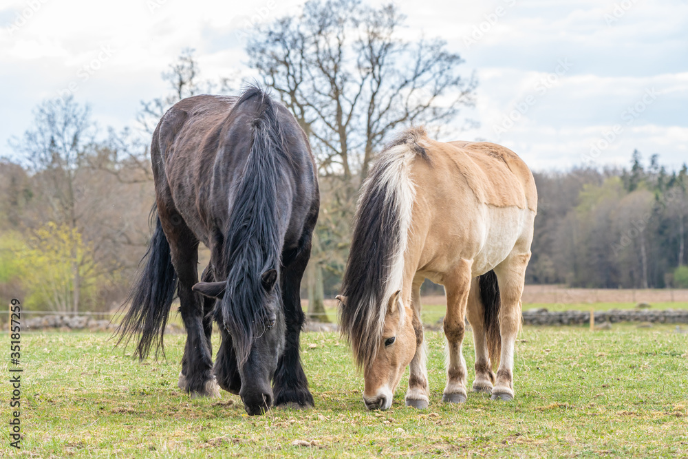 Image of young horse on the field Image of young horse on the field