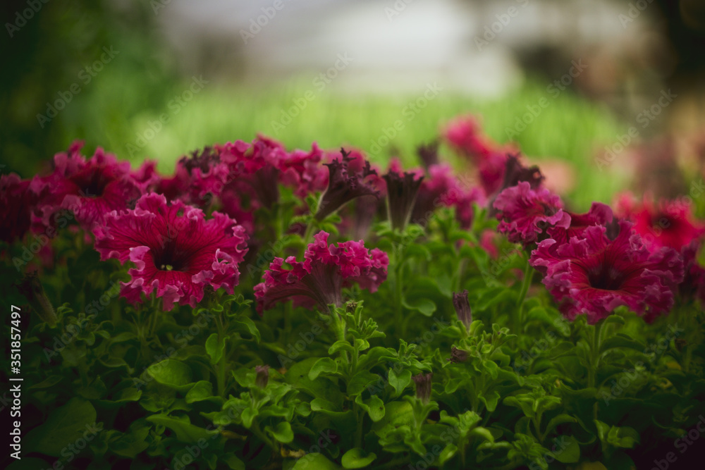 Obraz premium beautiful pink petunia flowers on a green background