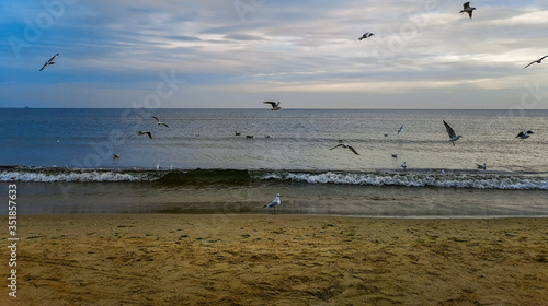 Beach near baltic sea in Swinoujscie in november full of white seagulls