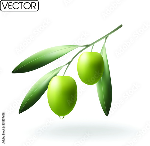 green olives with leaves. Vector EPS