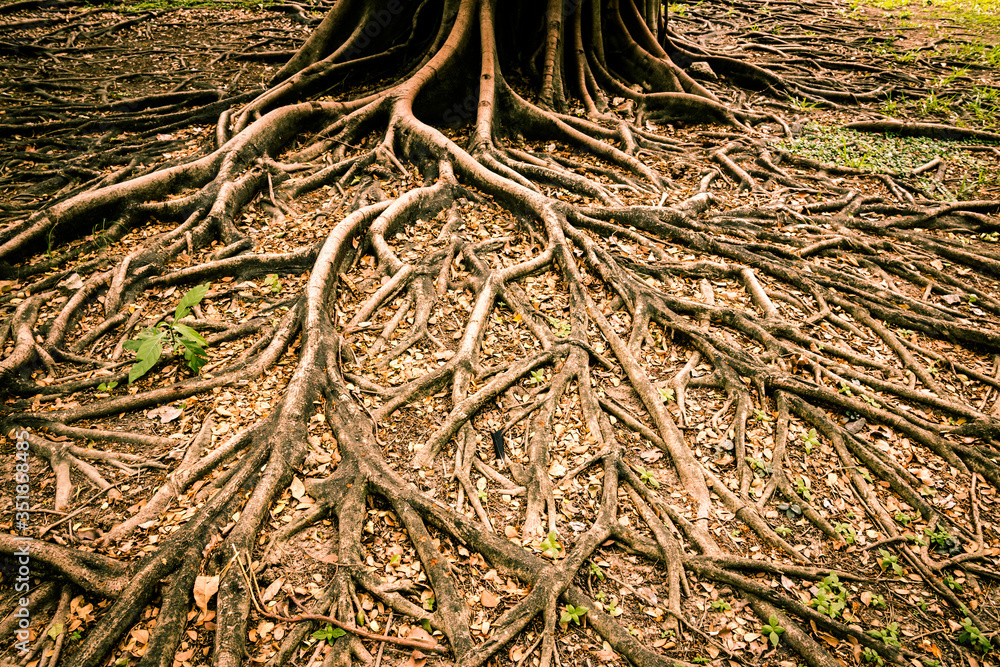 Tree roots affect their growth. And the surface looks magical Tree roots affect their growth. And the surface looks magical