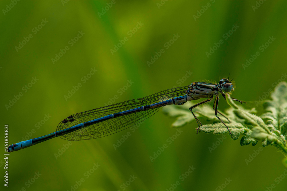 libelle libelle
