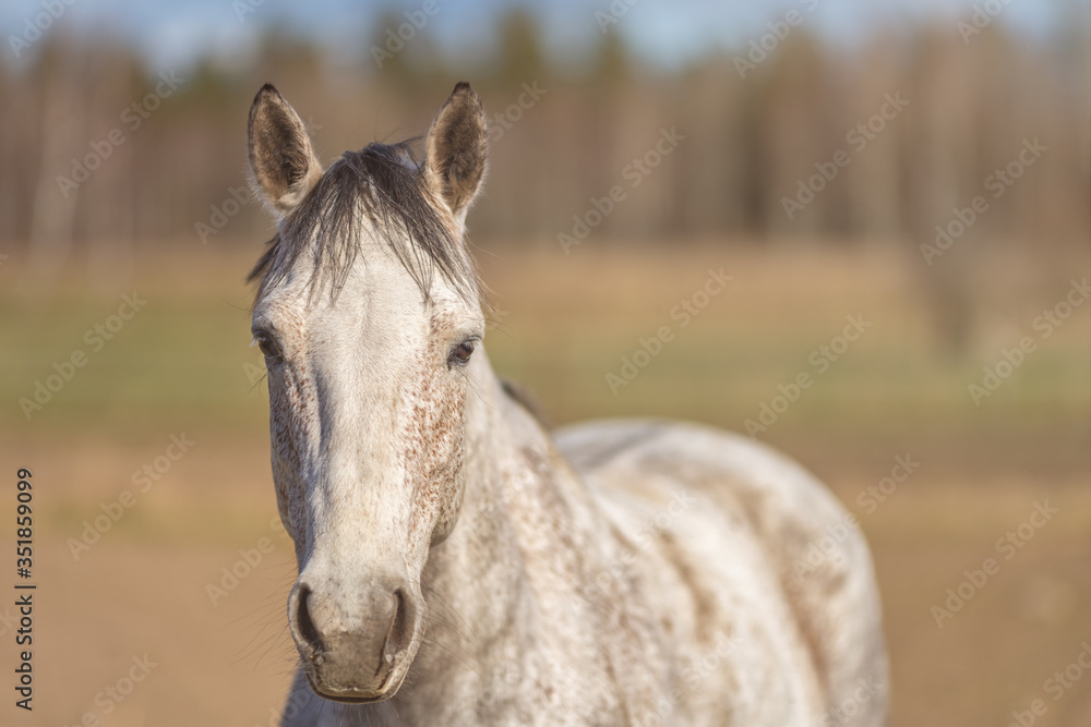 Fototapeta premium Image of young horse on the field