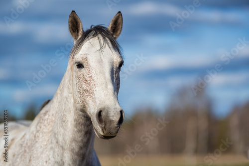 Image of young horse on the field