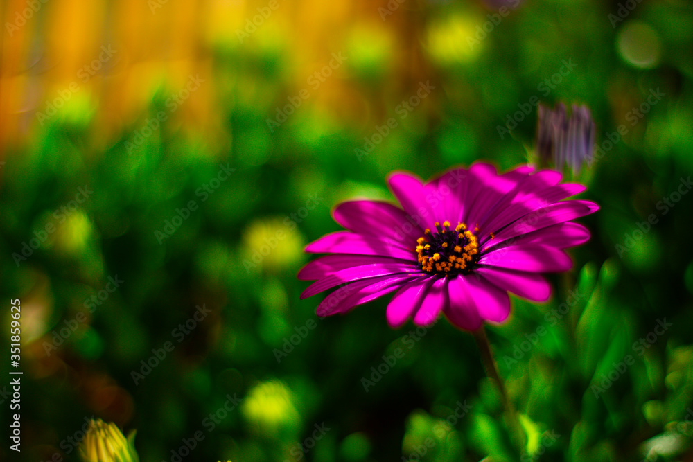 Obraz premium Macro nature