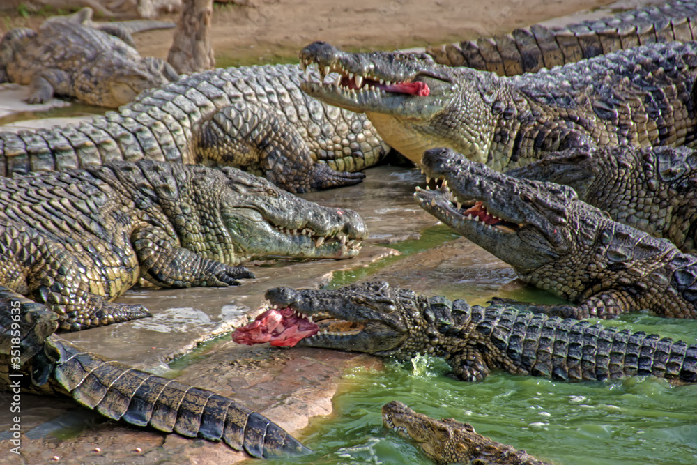 Obraz premium crocodile in the zoo