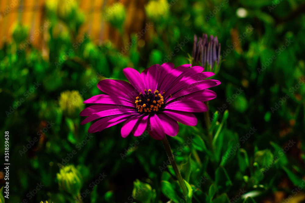 Fototapeta premium Macro nature