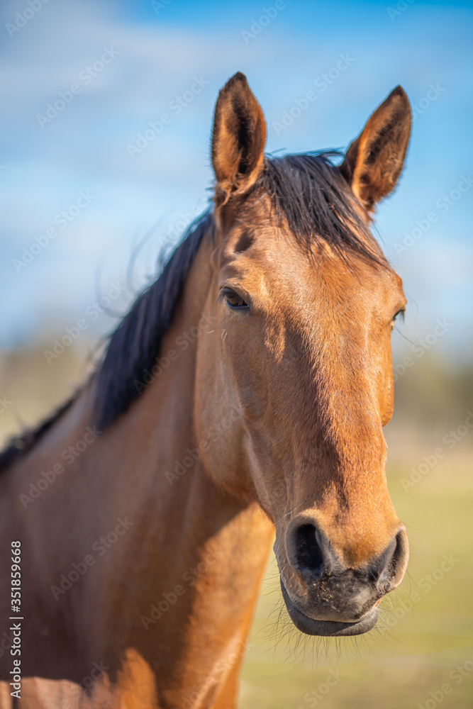 Fototapeta premium Wizerunek młodego konia na polu