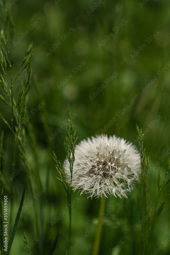 dandelion with raindrops in green grass