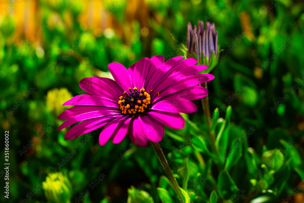 Obraz premium Macro nature
