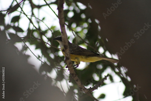 luis gordi cuello cantando en el árbol photo