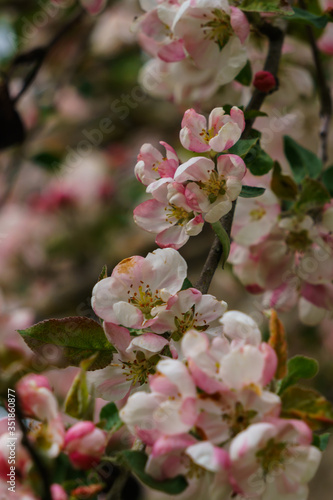 Tender pink flowers and buds of an apple tree on a branch in the garden.
