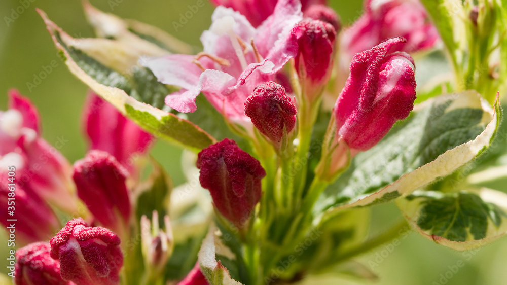 Obraz premium Red and pink flowers of Weigela