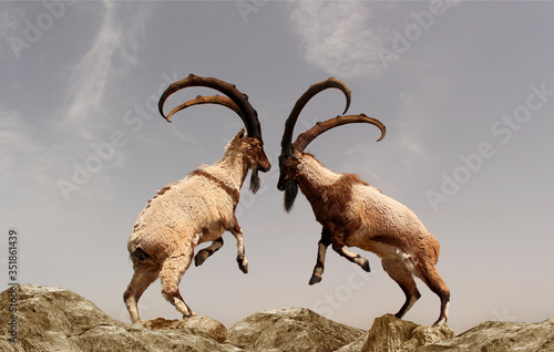 Bild auf Leinwand A beautiful photo of two mountain goats fighting with long horns standing on two