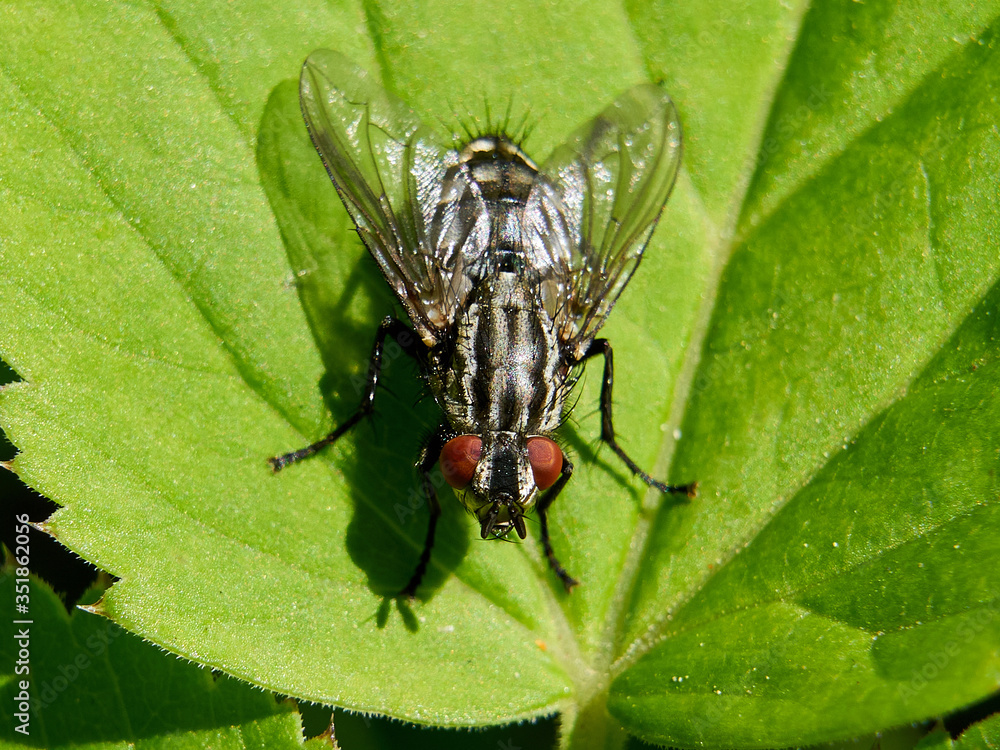 Common flesh fly (Sarcophaga carnaria) Common flesh fly (Sarcophaga carnaria)