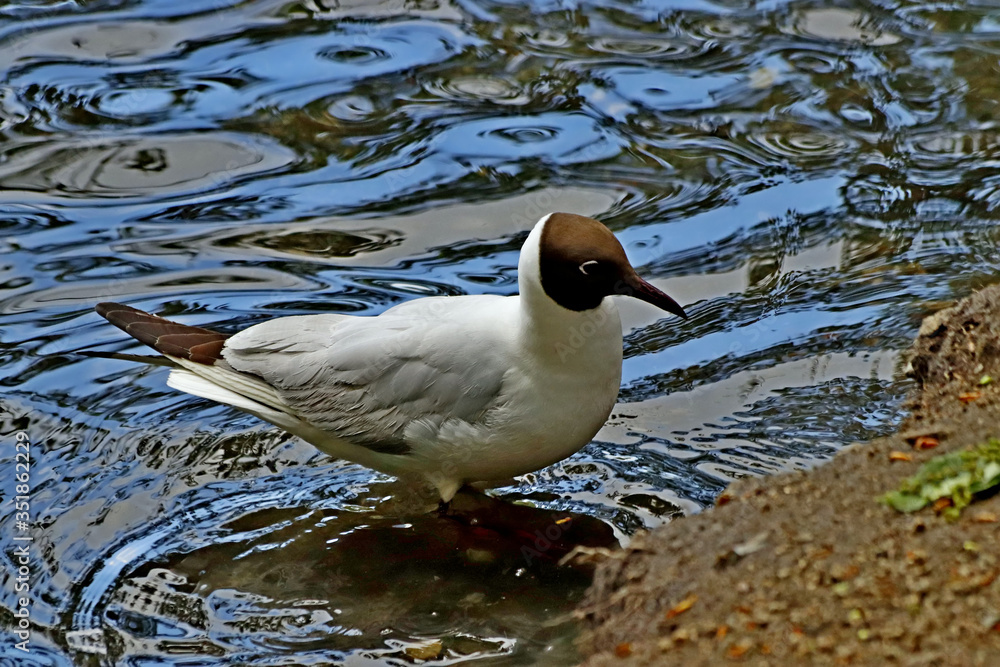 duck in the water duck in the water