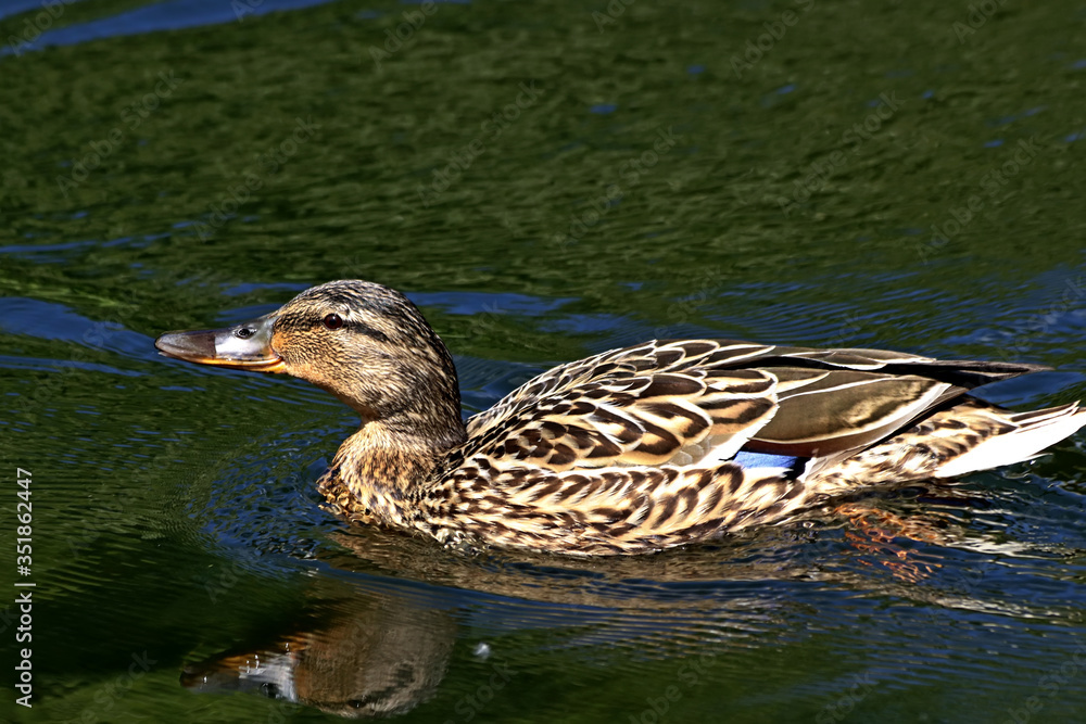 Fototapeta premium duck on the lake