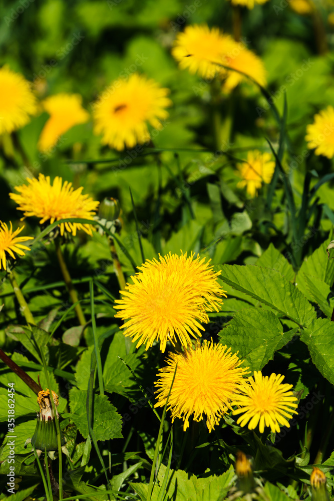 Fluffy yellow dandelions among the grass in a green meadow. Fluffy yellow dandelions among the grass in a green meadow.