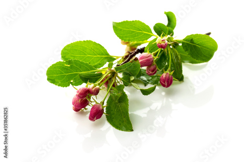 Apple tree branch with unopened flower buds isolated on a white background.