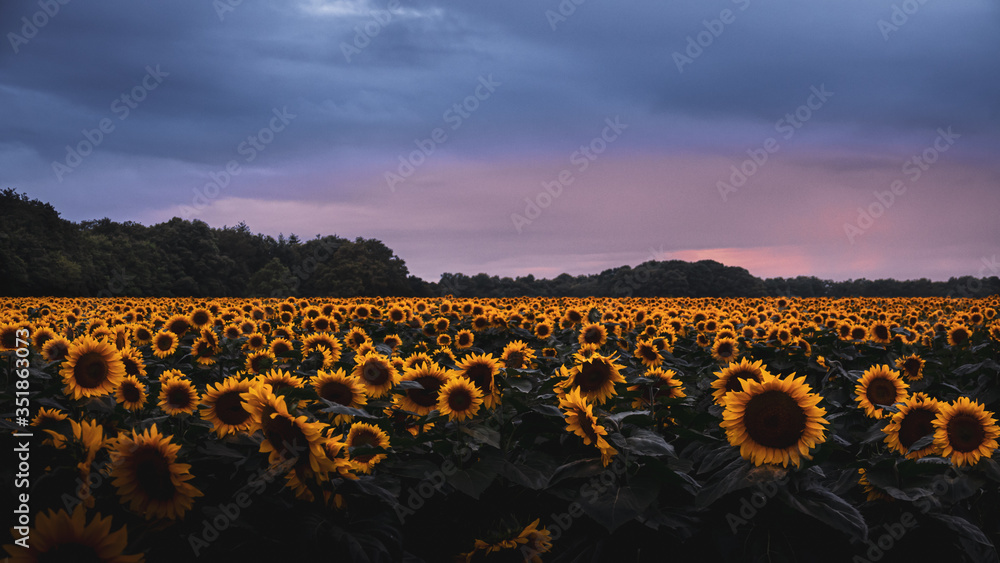 Fototapeta premium Champ de tournesols 