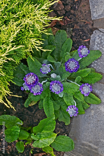 Close up of a flowering Primula capitata subsq. mooreana in a flower border photo