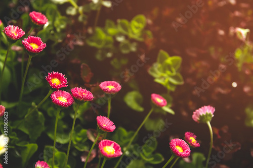Pink daisy flowers in the garden. Little pink flowers. © Марина Красавина