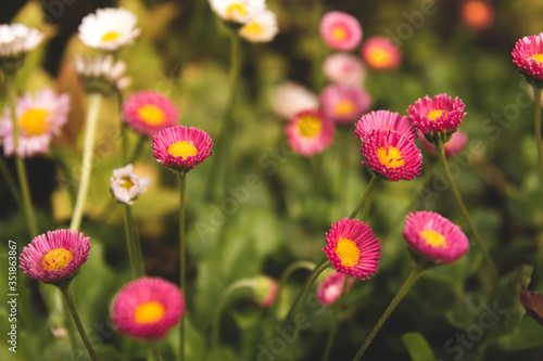 Pink daisy flowers in the garden. Little pink flowers. © Марина Красавина