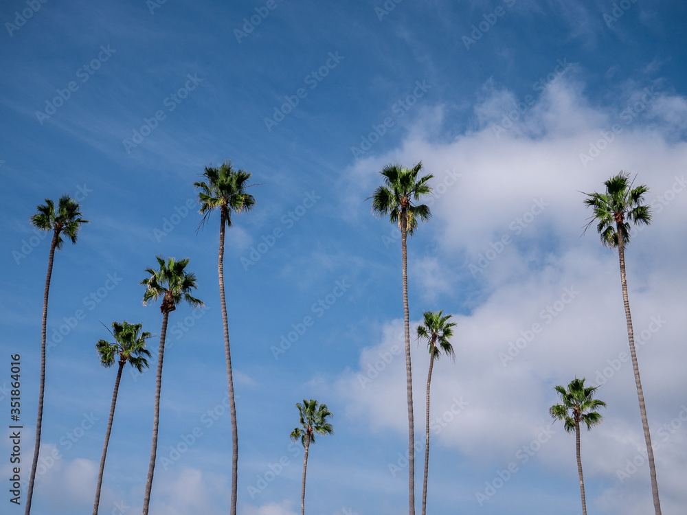 Obraz premium Photo taken from below of a group of palm trees with a big blue sky on a sunny day in Laguna beach, California