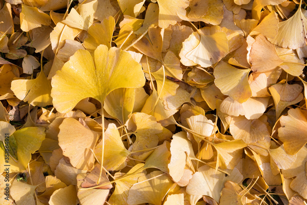 Detail of yellow gingko leaf Detail of yellow gingko leaf