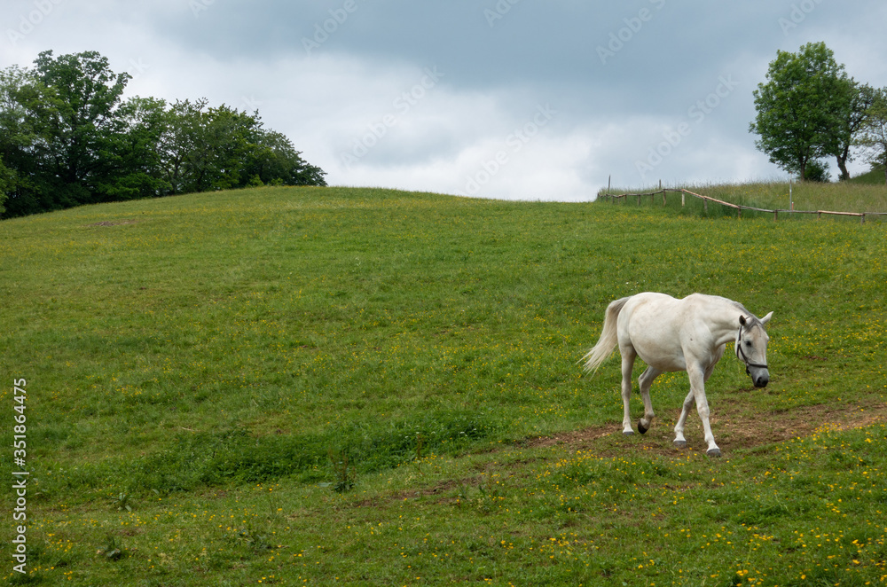 Obraz premium LIPIZZANER . LIPIZZANER HORSES