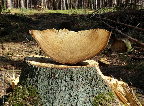 Baumstumpf mit Fällkeil
