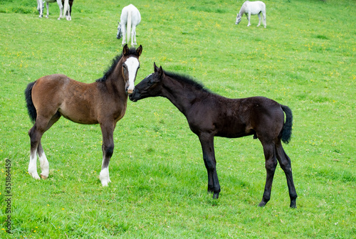 LIPIZZANER . LIPIZZANER HORSES