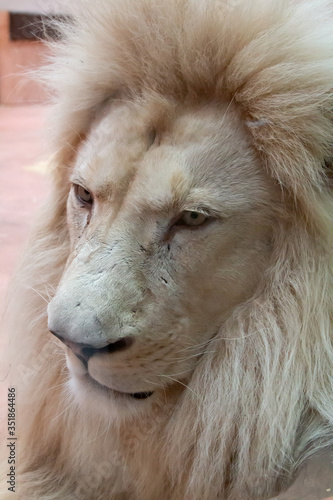 White Lion Close-Up on the Full Frame