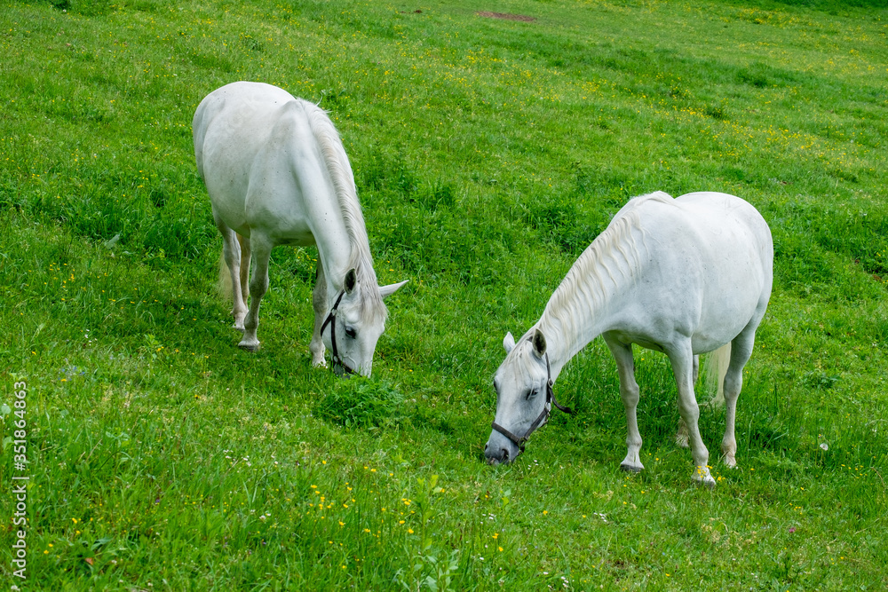 Obraz premium LIPIZZANER . LIPIZZANER HORSES