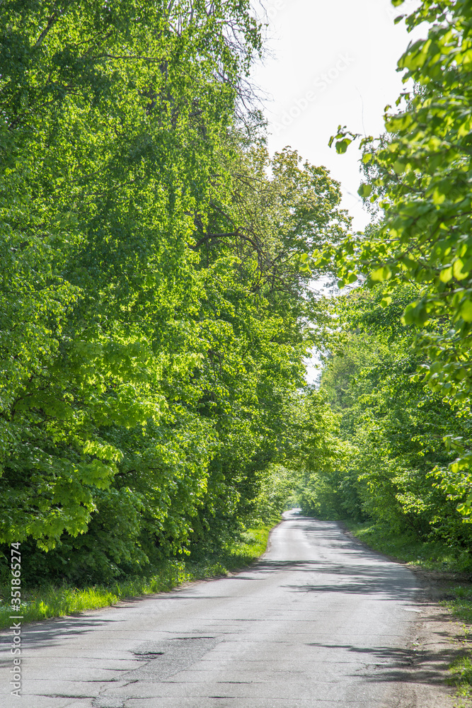Fototapeta premium road in the forest on a summer sunny day