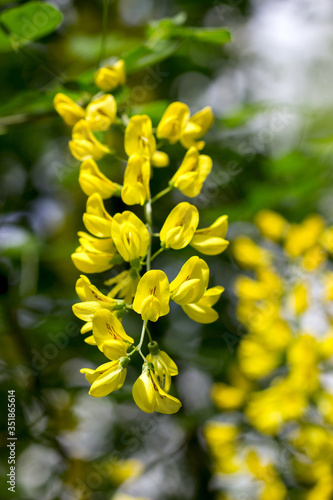 Wallpaper Mural Yellow robinia flowers suitable for pharmacological or culinary use. Torontodigital.ca